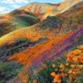 Valley of Flowers