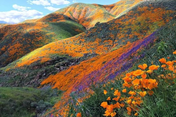 Valley of Flowers