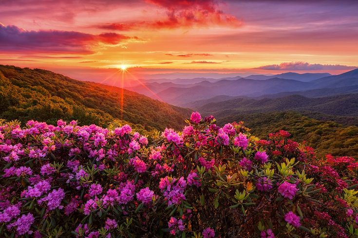 Valley of Flowers blooming in July